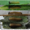 nep rivularis larva1 volg21